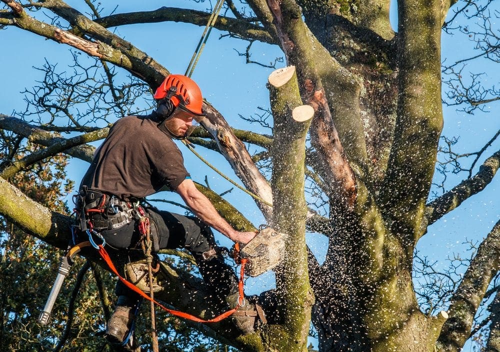 tree maintenance St Louis St Louis Tree Company